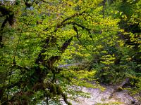 Moosbedeckter Baum am rauschenden Wildbach